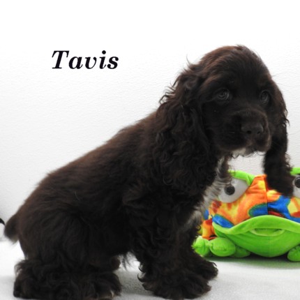 puppy, for, sale, Cocker Spaniel, Joe & Cherri  Overlease, dog, breeder, Miller, MO, dog-breeder, puppy-for-sale, forsale, nearby, find, puppyfind, locator, puppylocator, aca